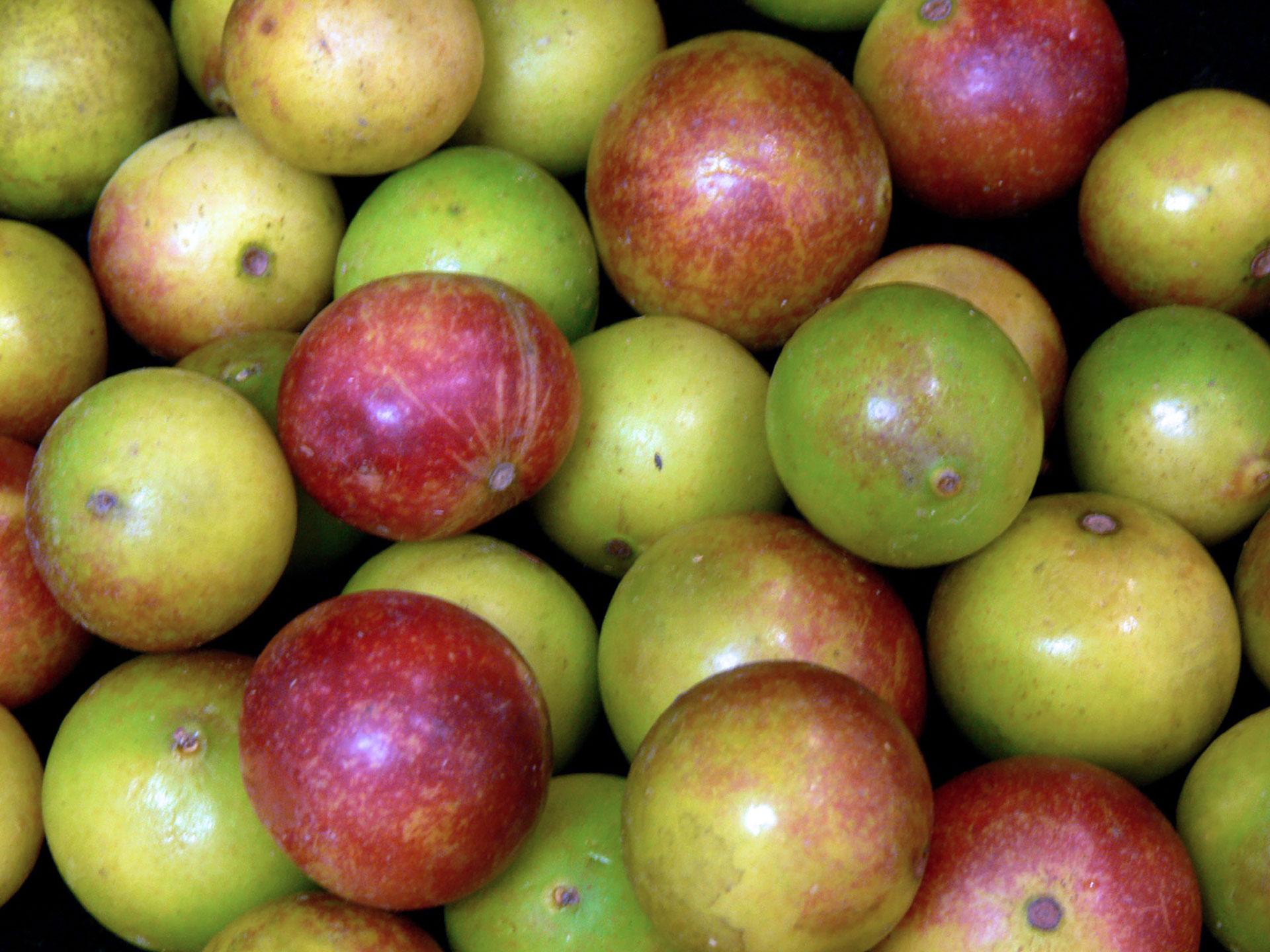 Camu Camu: die Vitamin C-Bombe